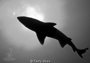 "Ghosts of the Old Gods" - the sand tiger sharks (Carchar... by Terry Goss 